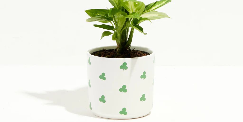 15 St. Patrick's Day Gifts to Bring to Your Next Party