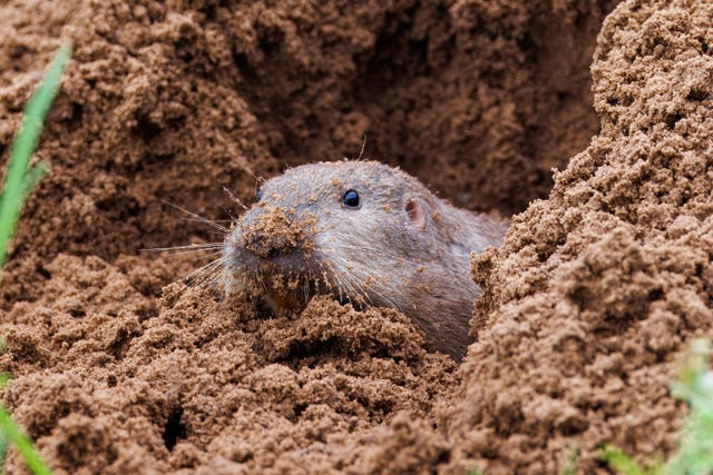 pocket gopher