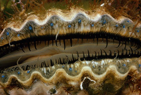 Een closeup foto van een kamschelp laat zijn vele blauwe ogen zien De ogen kunnen licht en beweging detecteren en de omliggende tentakels kunnen bedreigingen voelen