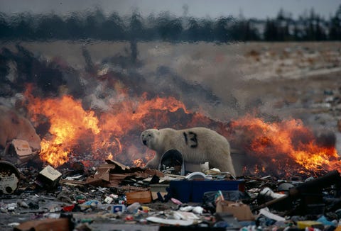 In deze foto uit de editie van maart 1982 scharrelt een gemerkte ijsbeer rond op een stortplaats in Churchill Manitoba Gelegen aan de Hudson Bay maakt de stad gebruik van tagging om overdreven agressieve ijsberen te volgen