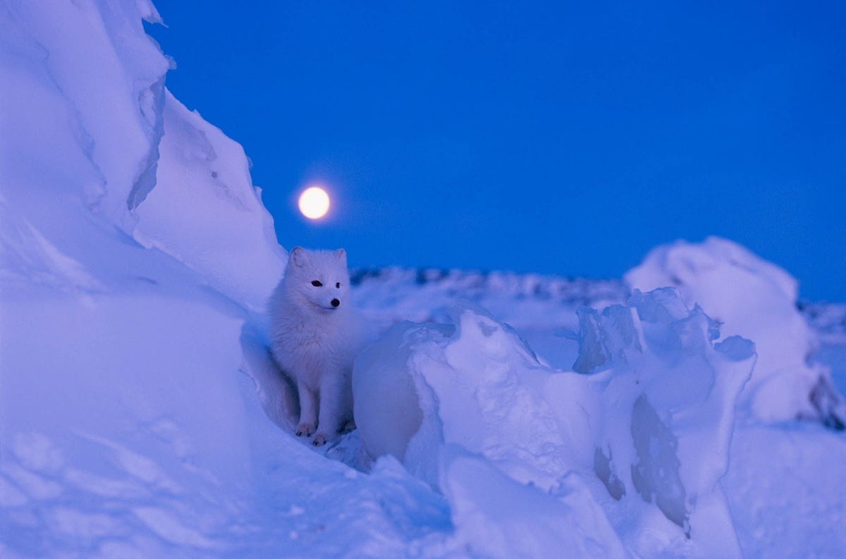 Een poolvos zit onder een volle maan in februari in Manitoba Canada De vacht van het dier verandert van bruin in de zomer naar wit in de winter waardoor deze in het besneeuwde landschap past