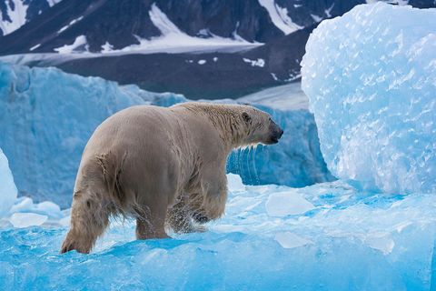 Op het Noorse Spitsbergen struint een ijsbeer over het ijs op jacht naar baardrobben Het metabolisme van de ijsbeer vereist een grote hoeveelheid vet dus verorbert het dier soms wel twee kilo aan zeehondenvet per dag