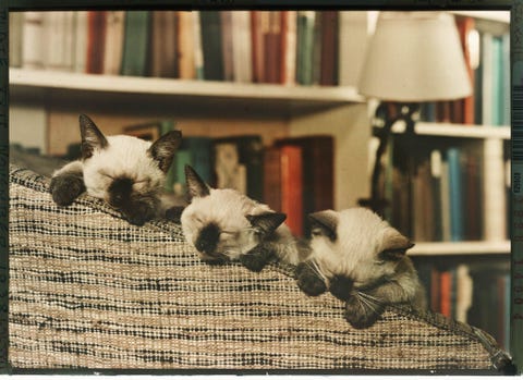 Drie Siamese kittens doen een dutje op een bank in Washington DC Deze foto verscheen oorspronkelijk in een verhaal van 45 paginas over huiskatten genaamd Panther of the Hearth gepubliceerd in november 1938