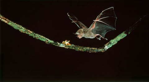 Een vleermuis duikt neer op een roodoogmakikikker in Barro Colorado Island een wildreservaat in Panama