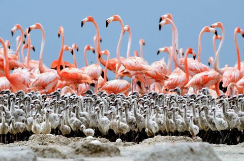 Flamingoouders delen opvoedtaken in Yucatn Mexico Terwijl een paar links de leiding hebben over de kuikens gaat de rest van de volwassenen op zoek naar voedsel Ze komen om de beurt terug om ervoor te zorgen dat iedereen wordt gevoed