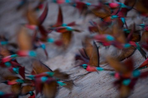 Karmijnrode bijeneters komen tevoorschijn uit hun nestengaten die zijn ingegraven in een klif langs de Tingarivier in Tsjaad Overdag smullen de kleurrijke vogels van  je raadt het al  bijen wespen en andere vliegende insecten