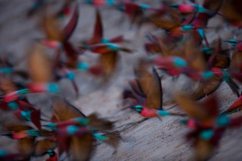 Karmijnrode bijeneters komen tevoorschijn uit hun nestengaten die zijn ingegraven in een klif langs de Tingarivier in Tsjaad Overdag smullen de kleurrijke vogels van je raadt het al bijen wespen en andere vliegende insecten