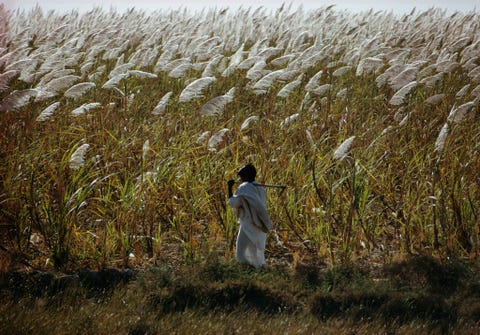 Suikerriet torent hoog boven een veldwerker uit ten noorden van Karachi Pakistan op deze foto uit een verhaal uit 1967 Pakistan is zelfs nu nog een van s werelds grootste producenten van suikerriet