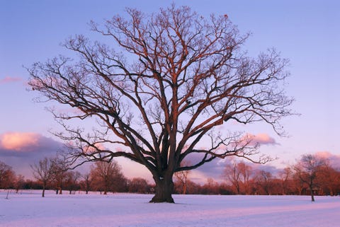 Deze oude eikenboom in het Delaware Park in Buffalo in de staat New York figureerde in een verhaal uit de National Geographic van maart 2005 over Frederick Law Olmsted de beroemde ontwerper van stadsparken