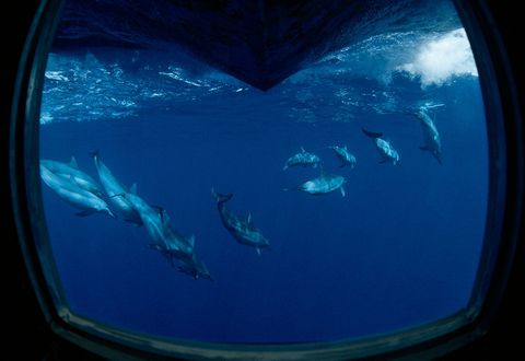 Een onderzoeksschip in Hawaii volgt een groep langsnuitdolfijnen op deze foto uit de september 1992 editie