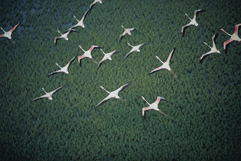 Flamingos vliegen over het Maputo Elephant Reserve in Mozambique Deze foto haalde de eerste selectie voor het verhaal uit de editie van september 2001 niet maar toen vondfotoredacteur Bill Allen de foto zo mooi dat redactie van het tijdschrift er een plekje voor vond op een van de laatste paginas