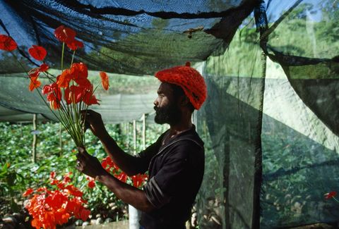 Ter ere van 21jaar onafhankelijkheid in 1983 startte Jamaica een programma genaamd Agro 21 Onder andere sierplanten zorgden voor de verhoogde landbouwproductie zoals de Anthuriums die hier getoond worden