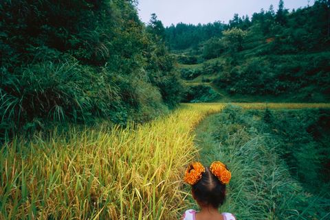 Een vijfjarig meisje dwaalt door het rijstveld van haar familie in Dimen China Eens een landelijke boerengemeenschap is Dimen inmiddels voldoende gegroeid om een plaatselijke winkel te hebben die de scrunchies van het meisje verkoopt  een teken van de tijd