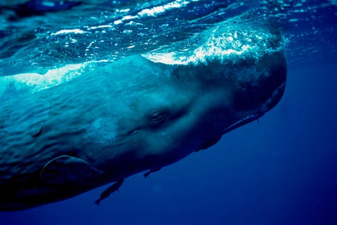 Een potvis scheert langs het oppervlak van de oceaan voor de kust van Dominica Aan de onderkant van de potvis zwemmen remoras zuigvissen