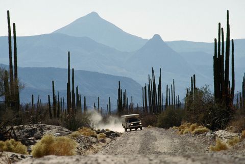 Een camper rijdt door het landelijke Baja California Mexico en passeert talloze cardoncactussen Dit type cactus kan honderden jaren leven en tot meer dan 18 meter hoogworden
