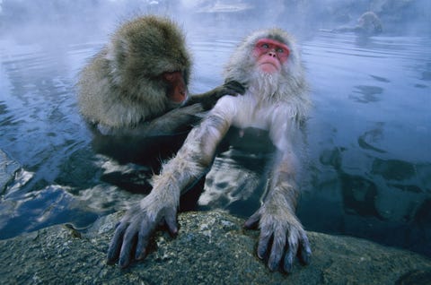 In Jigokudani Japan a couple of snow monkeys also known as Japanese macaques enjoy a dip in a hot spring Their special coats keep them warm in subzero temperatures