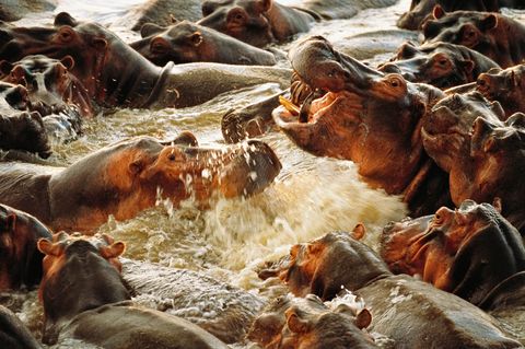 Nijlpaarden vechten in de Luangwarivier Zambia terwijl hun watervoorraden tegen het einde van het droge seizoen krimpen Zambia heeft de grootste populatie nijlpaarden van heel Afrika