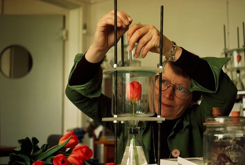 Een verhaal in de editie van mei 1978 beschreef de activiteiten van de beroemde tulpenindustrie in Nederland Hier meet een wetenschapper van het Laboratorium voor Bloembollenonderzoek in Lisse de hoeveelheid ethyleen die afgegeven wordt