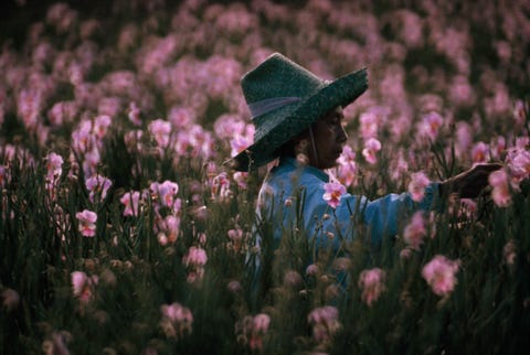 Een vrouw oogst orchideen in de buurt van Hilo Hawaii in deze foto uit de editie van maart 1975 Orchideen die geteeld worden op het Big Island worden verscheept over de hele wereld