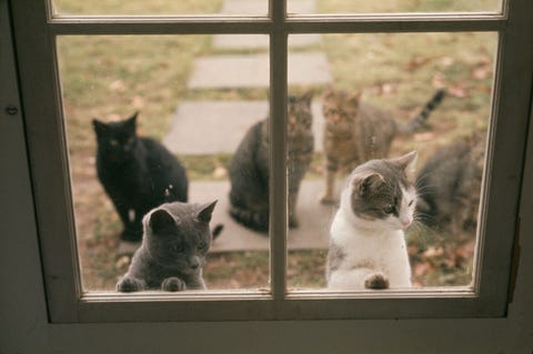 The April 1964 issue featured a 34page spread on the beloved pet cat Today approximately a quarter of US households are home to a cat