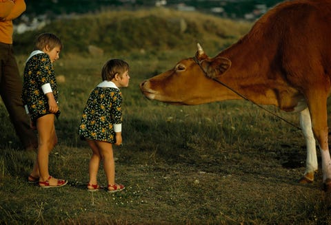 In deze foto die gepubliceerd werd in de editie van mei 1971 benaderen kinderen op vakantie een koe op Guernsey Island een deel van de Britse Kanaaleilanden Guernsey koeien staan bekend om hun rijke melk