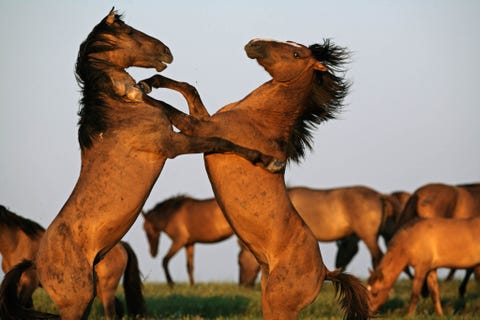 Twee hengsten vechten in een opvangcentrum voor wilde paarden in South Dakota Tienduizenden wilde paarden zwerven door het Amerikaanse Westen waarvan sommige regelmatig worden ingenomen door het Bureau of Land Management om te worden overgebracht naar opvangcentra of door nieuwe eigenaren geadopteerd te worden