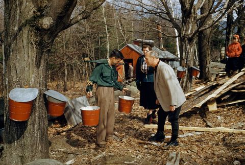 In this picture from the April 1954 issue the owner of a sugarbush grove in New Hampshire demonstrates an antique yoke once used for hauling buckets of sap The red building behind him is the sugarhouse where the sap will be made into maple syrup