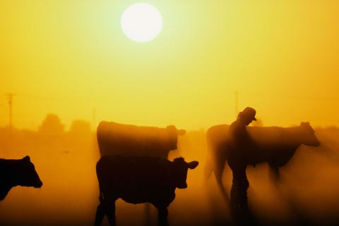 Een zuivelboer controleert zijn kudde terwijl de zon ondergaat in Central Valley in Californi