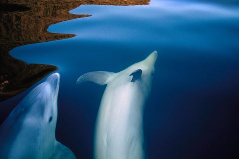 Tuimelaars dartelen in Doubtful Sound een 40 kilometer lange fjord in NieuwZeeland Dolfijnen brengen soms hun hele leven door in n fjord