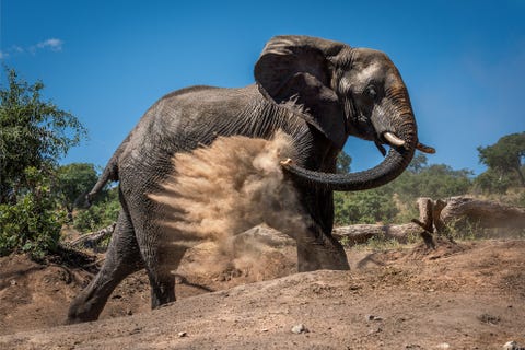 In Botswanas Chobe National Park geeft een olifant zichzelf een stofbad Met behulp van zijn slurf spuit hij vuil over zijn lichaam zo houdt hij zijn huid gezond en blijven parasieten weg