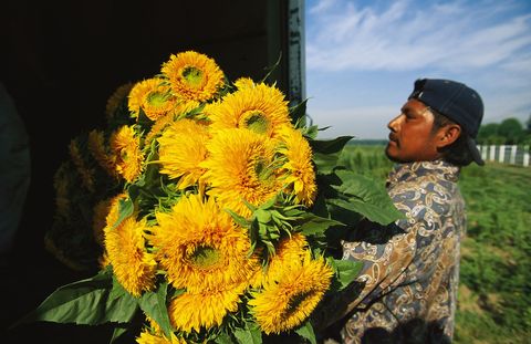 In Californi laadt een arbeider vers gesneden bloemen in een vrachtwagen voor verzending naar een markt In dit artikel vanapril 2001werdde bloemenhandel over de hele wereldgevolgd