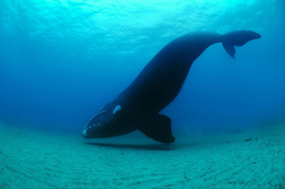 Een zuidkaper zwemt langs de zeebodem in de buurt van de Aucklandeilanden NieuwZeeland De enorme dieren kunnen tot wel 18 meter lang worden