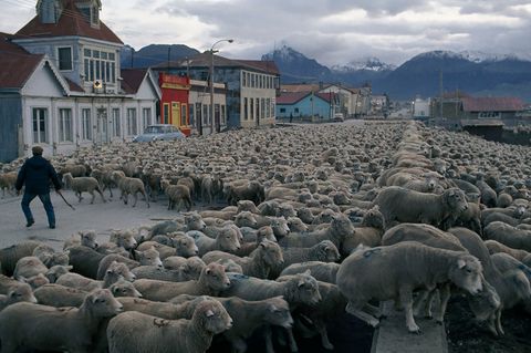 Een herder in Patagoni verplaatst zijn kudde naar een schip dat hen naar Colombia zal brengen Het artikel Huisvrouw aan het einde van de wereld gepubliceerd in de editie van januari 1971 is een persoonlijk verhaal van Rae Natalie P Goodall over trouwen met een boer in het afgelegen Argentini
