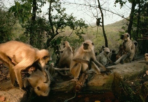 Een groep grijze langoeren verzamelt zich rond een waterpoel in het Indiase Bandhavgarh National Park Ze werden gefotografeerd door een cameravaldie oorspronkelijk wasopgesteldom tijgers te fotograferen die bij dezelfde poel water drinken