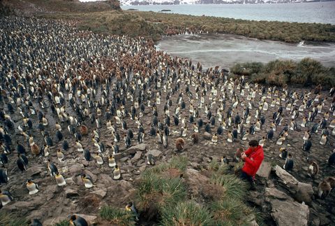 Een fotograaf knielt neer te midden van een kolonie van 10000 koningspinguns op het eiland ZuidGeorgia Wie goed kijkt ziet dat alle pinguns een ei uitbroeden in de huidplooi boven hun poten