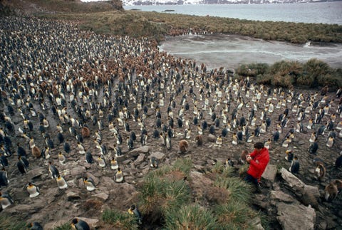 Een fotograaf knielt neer te midden van een kolonie van 10000 koningspinguns op het eiland ZuidGeorgia Wie goed kijkt ziet dat alle pinguns een ei uitbroeden in de huidplooi boven hun poten