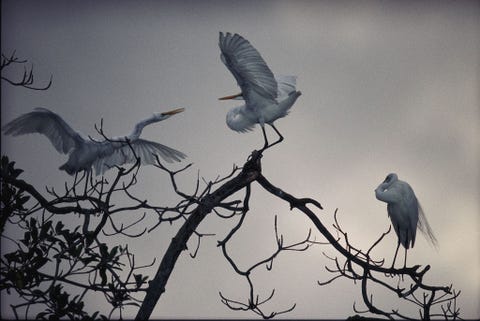 Grote zilverreigers rusten uit op een tak in het Loango National Park in Gabon Afrika Loango is een van de dertien nationale parken in het land die samen 10 van het totale landoppervlak beslaan