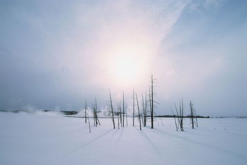 Bij het Lower Geyser Basin in Yellowstone National Park zorgen dode bomen voor gemproviseerde zonnewijzers Aan de horizon is stoom uit thermale baden zichtbaar