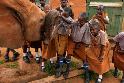Een olifantenwees begroet schoolkinderen die het Tsavo East National Park in Kenia bezoeken In het park kunnen olifantjes die wees zijn geworden door stropers jarenlang herstellen totdat ze veilig weer in het wild kunnen overleven