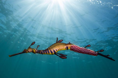 Voor de kust van Flinders in Australi zwemt een mannelijke zeedraak Net als zijn familielid het zeepaardje zal de mannelijke zeedraak zorgen voor de eieren die zijn vrouwelijke partner op zijn staart legt