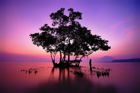 Een eenzame mangrove staat in de wateren van het eiland Bunaken in Indonesi Op de achtergrond zie je het vulkanische eiland Manado Tua