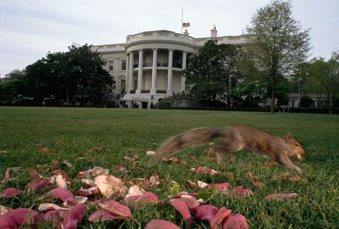 In de National Geographic van november 1995 stond ook het zestien pagina tellende artikel In Praise of Squirrels Lofprijzing op de eekhoorn Op deze foto gaat een eekhoorn in de tuin van het Witte Huis ervandoor met een van de noten die daar zijn neergelegd om te voorkomen dat de diertjes de bloembollen opeten