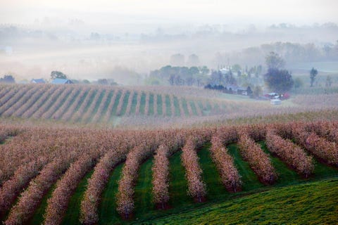 De lentemist drijft bij zonsopgang over een appelboomgaard in Pennsylvania VS