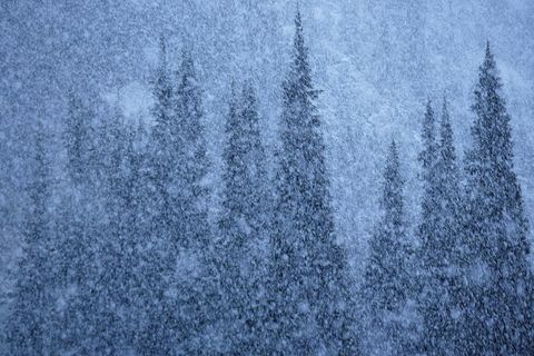 A summer snowstorm swirls around evergreen trees in WatertonGlacier International Peace Park a partnership between Glacier National Park in the United States and Waterton Lakes National Park in Canada