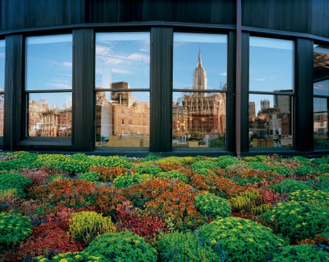Een architectenbureau in New York City heeft een groen dak Dergelijke daktuinen helpen regenwater langzaam af te voeren energiekosten te verminderen en het zogenaamde hitteeiland effect te reduceren