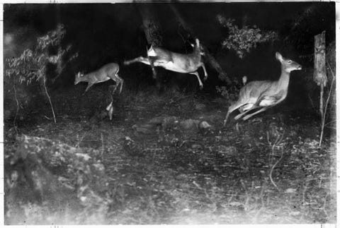 Deze foto van een springend hert gepubliceerd in de editie van augustus 1921 is een van de eerste nachtfotos die werden gemaakt van dieren in het wild Het verhaal over wilde dieren rond Lake Superior bevatte verschillende paginas met details over de inspanningen van de schrijverfotograaf om een systeem voor nachtfotografie te maken