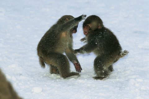 Twee jonge Japanse makaken of sneeuwapen spelen in de sneeuw in Jigokudani Nagano Prefecture Japan Sneeuwapen kunnen ongeveer 30 jaar oud worden