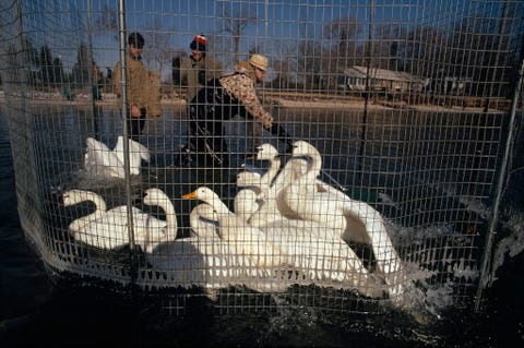 Op deze foto uit de editie van juli 1975 verzamelen wetenschappers fluitzwanen in het Blackwater National Wildlife Refuge Maryland De vogels werden voorzien van zendertjes zodat hun migratiepatronen bestudeerd konden worden