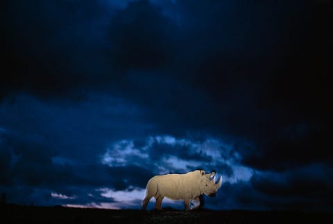 Toen deze foto van een noordelijke witte neushoorn in het San Diego Animal Park in juli 1993 werd gepubliceerd was het dier een van de enkele tientallen in zijn soort die nog in de wereld warenovergebleven Nu zijn er nog maar twee over