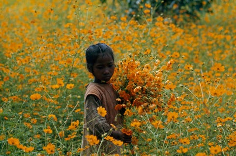 Bij het Itasymeer in Madagaskar verzamelt een meisje wilde gele Cosmos bloemen Negentig procent van de wilde dieren van het eiland wordt nergens anders op aarde gevonden